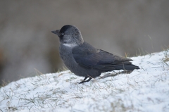 Corvus monedula