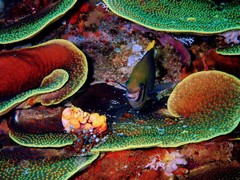 Neoglyphidodon nigroris