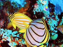 Chaetodon meyeri