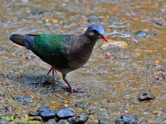 Chalcophaps indica robinsoni