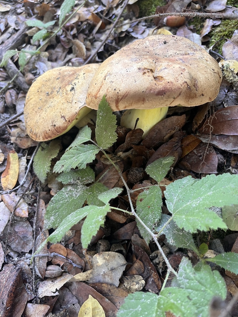 Butyriboletus persolidus · October 2025 · photo: © nelsonb (iNaturalist, cc-by)
