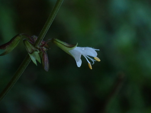 Alishan Sage (Salvia hayatae)
