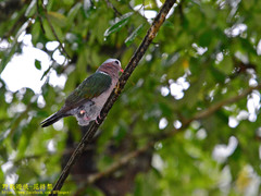 Chalcophaps indica robinsoni