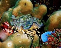 Cyclocoeloma tuberculatum