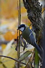 Parus major