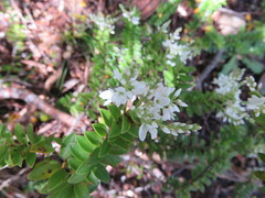 Veronica vernicosa