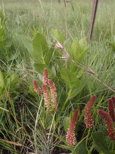 Brooms-an-brushes (Acalypha angustata)