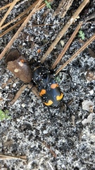 Nicrophorus carolina