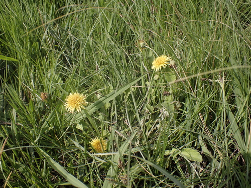 Arctotis arctotoides, photograph 6