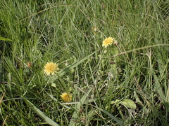 Arctotis arctotoides, photograph (c) Andrew Hankey, some rights reserved (CC BY-SA)