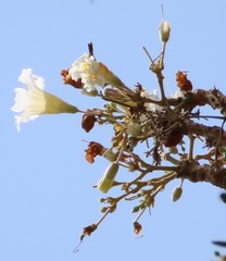 Radermachera xylocarpa