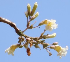 Radermachera xylocarpa