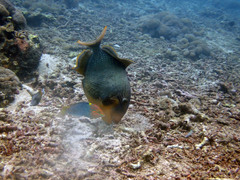 Pseudobalistes flavimarginatus