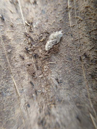 Copper-bellied Ant