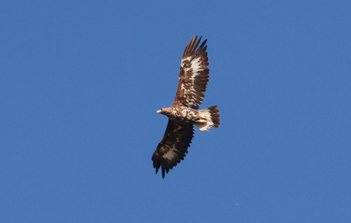 Golden Eagle