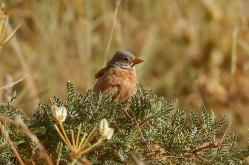 Grey-necked Bunting