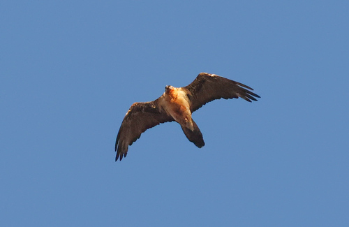 Eurasian Bearded Vulture
