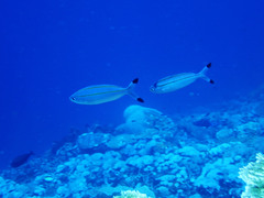Pterocaesio digramma