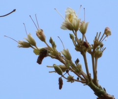 Radermachera xylocarpa