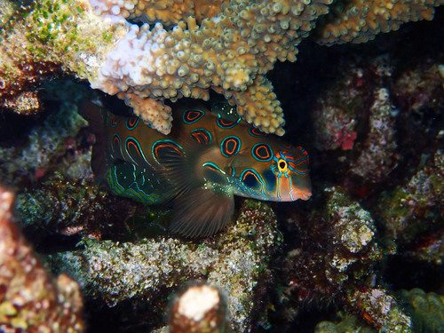 Green spot mandarin (Synchiropus picturatus) — Callionymidae — 3