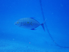 Ferdauia orthogrammus