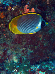 Chaetodon adiergastos