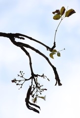 Radermachera xylocarpa