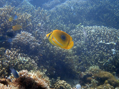 Chaetodon bennetti