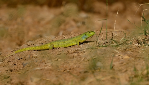 Medium Lizard
