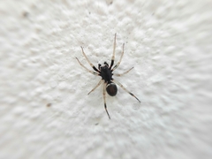 Steatoda ancorata