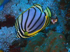Chaetodon meyeri