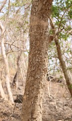 Radermachera xylocarpa