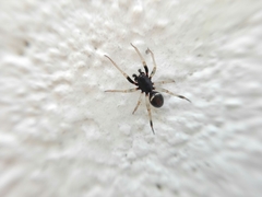 Steatoda ancorata