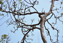 Radermachera xylocarpa
