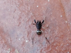 Steatoda ancorata