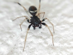 Steatoda ancorata