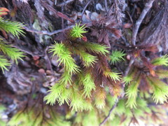Dendroligotrichum tongariroense