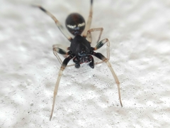 Steatoda ancorata