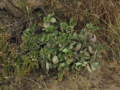 Crassula multicava multicava