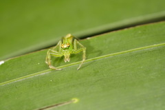 Epeus sumatranus