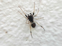 Steatoda ancorata