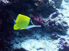 Forcipiger longirostris