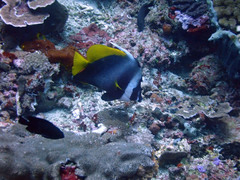 Heniochus singularius