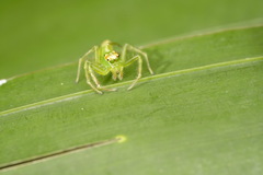 Epeus sumatranus