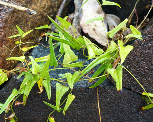 Warrine (Dioscorea hastifolia)