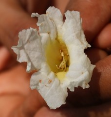 Radermachera xylocarpa