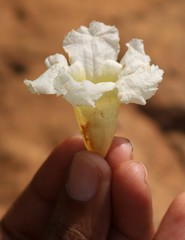 Radermachera xylocarpa