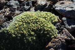 Veronica ciliolata fiordensis