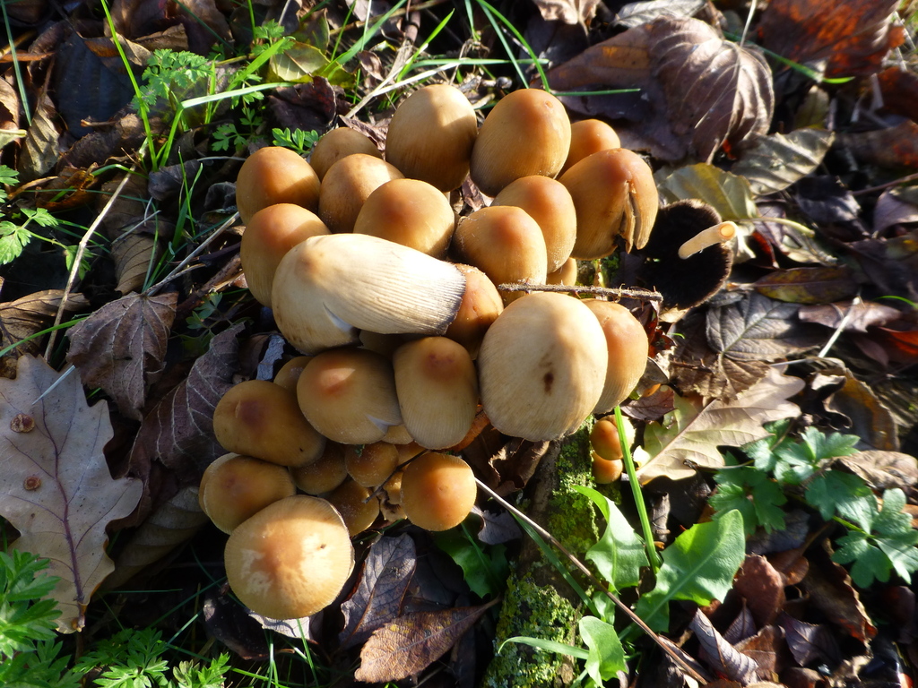 Micacei · November 2025 · photo: © sahalsey (iNaturalist, cc-by)