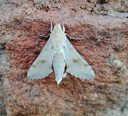 Hippotion socotrensis